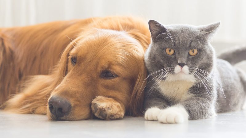 Why You Should Care for Your Pet Like You Take Care of Yourself
