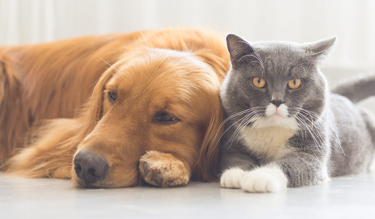 Why You Should Care for Your Pet Like You Take Care of Yourself