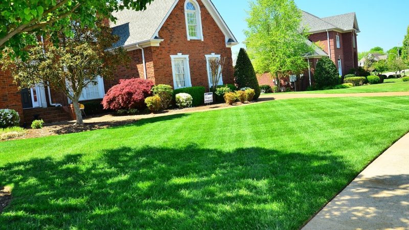 Professional Lawn Treatment Services