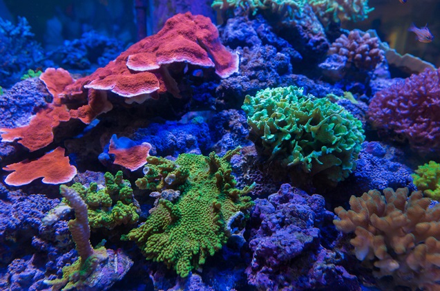 How To Start Your Own Reef