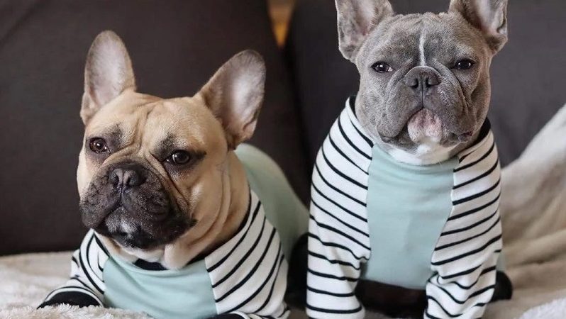 A guide on summer clothes and accessories for your Frenchie bulldog