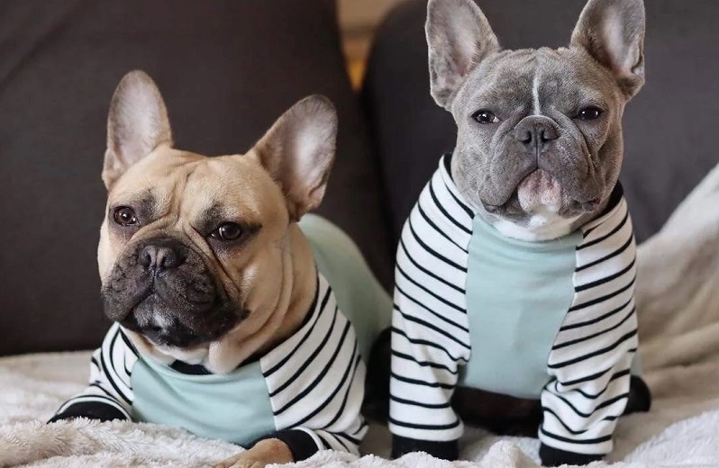 A guide on summer clothes and accessories for your Frenchie bulldog