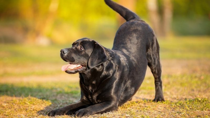 Super Cute Dog Tricks Your Pup Can Learn Today