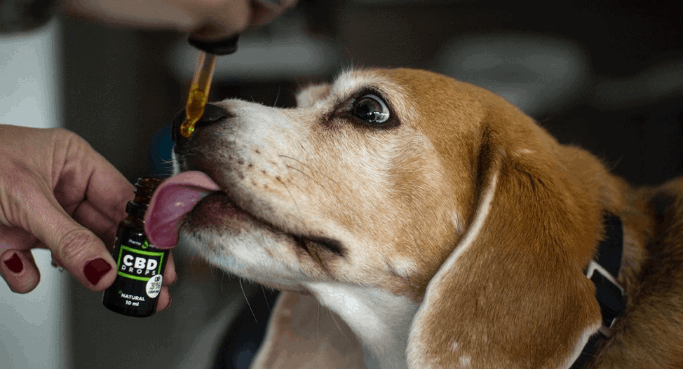 What Should Pet Owners Need To Know About CBD Oil For Dogs?