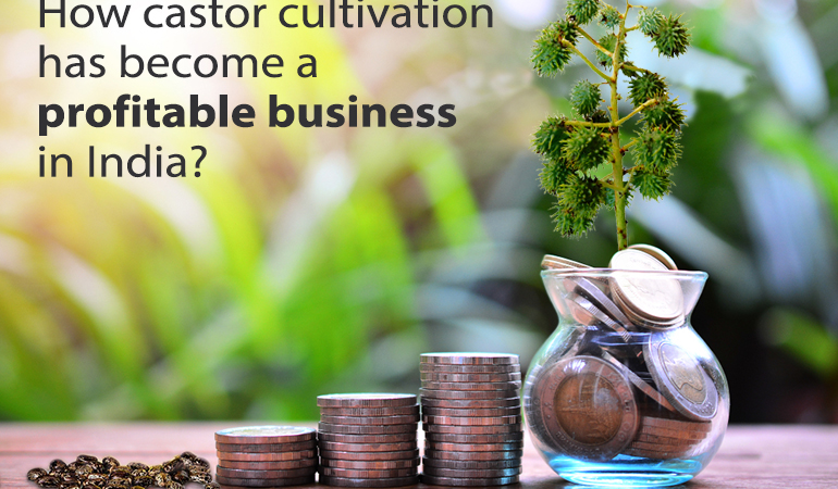 How castor cultivation has become a profitable business in India?