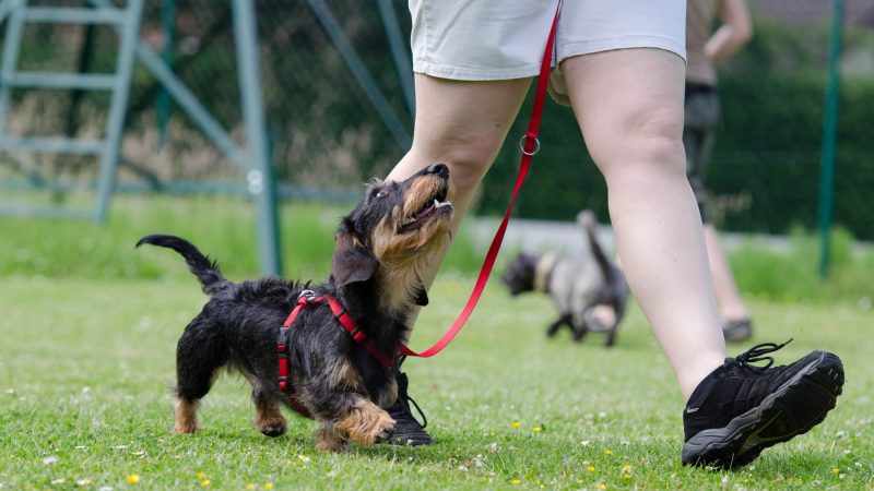 5 Things All Dog Trainers Need To Know