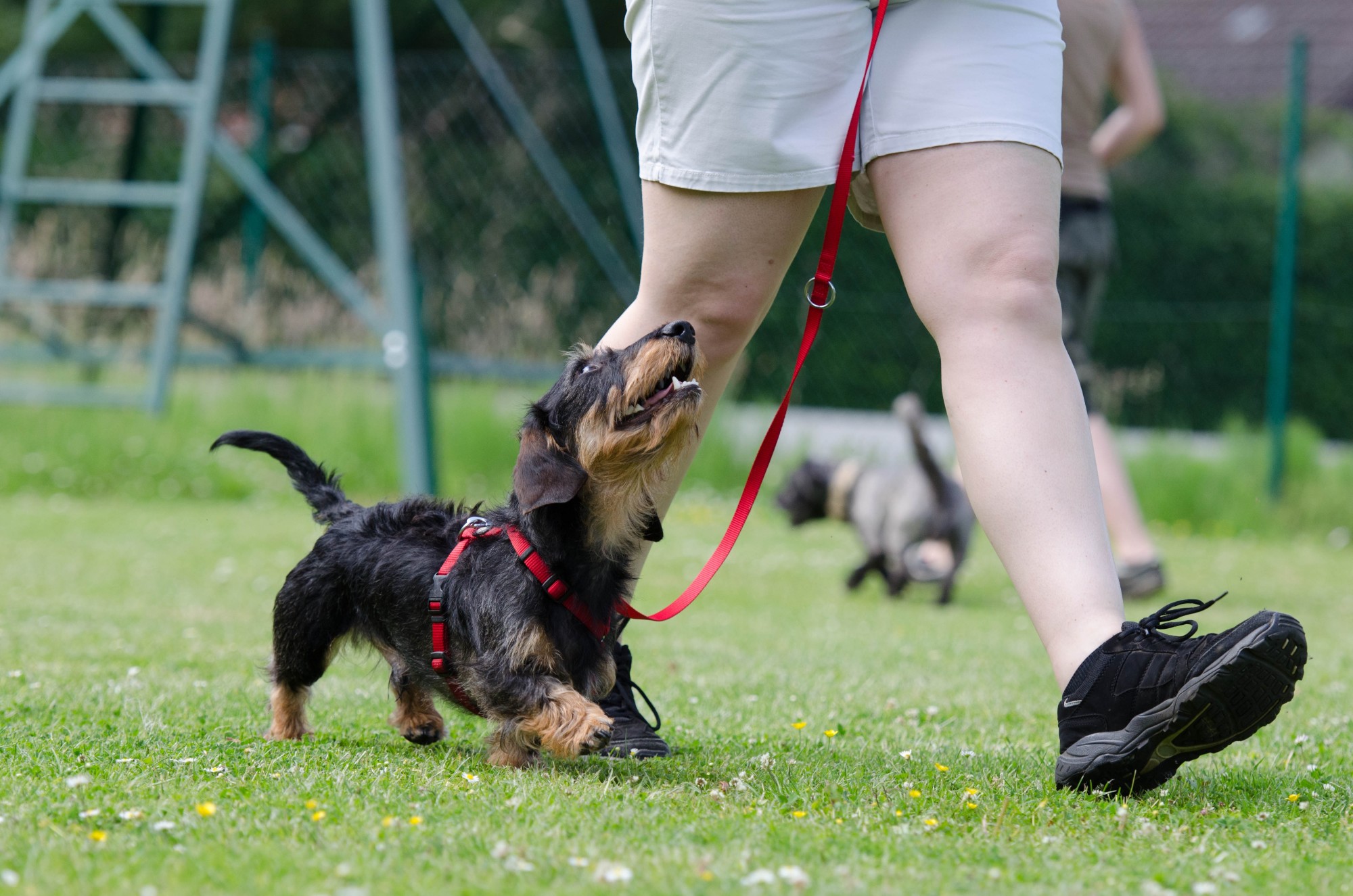 5 Things All Dog Trainers Need To Know