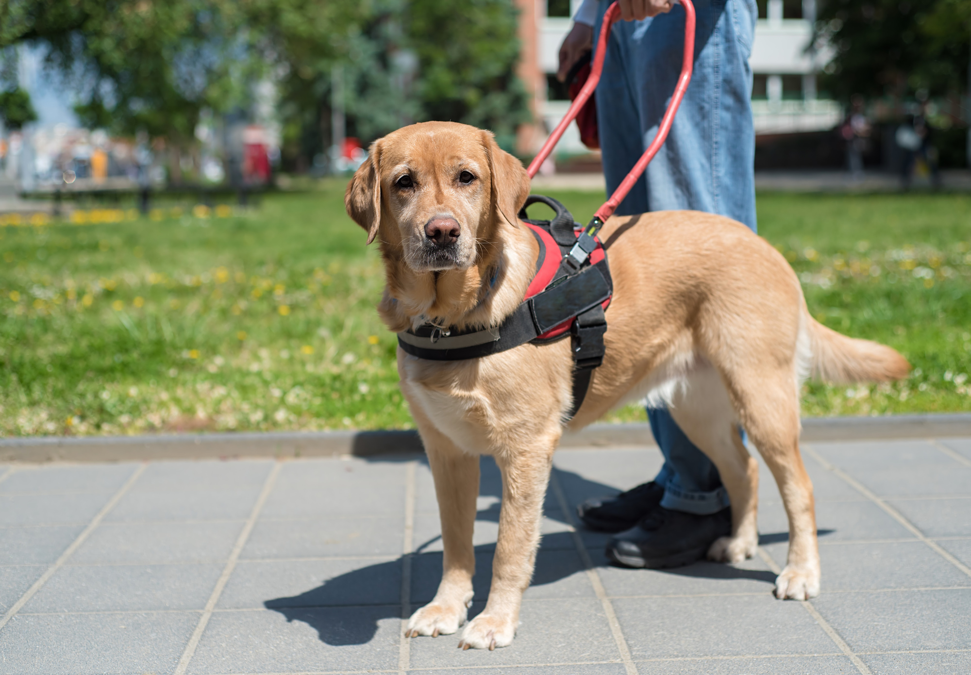 How to Successfully Train a Work Dog