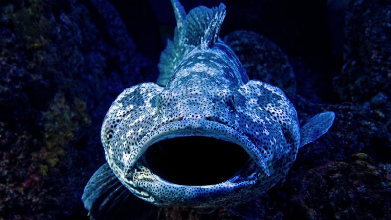 5 Strange Fish You Probably Didn’t Know Existed