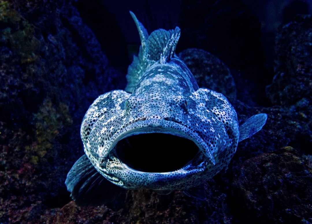 5 Strange Fish You Probably Didn’t Know Existed