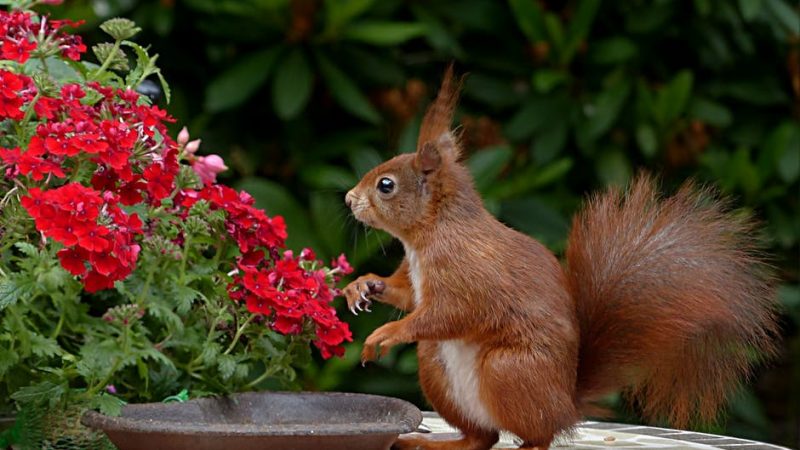 How to Attract Garden Wildlife to Your Yard