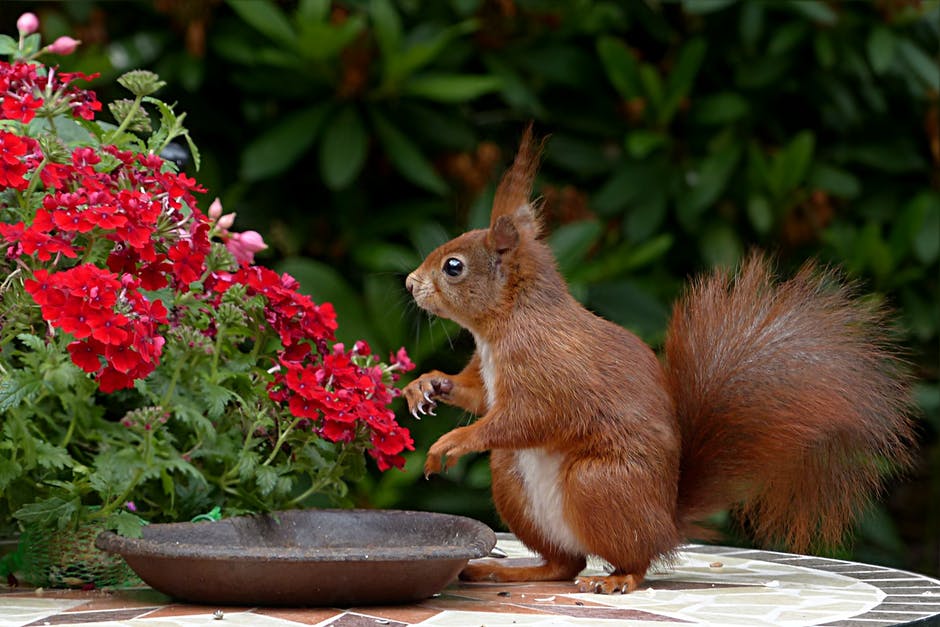 How to Attract Garden Wildlife to Your Yard