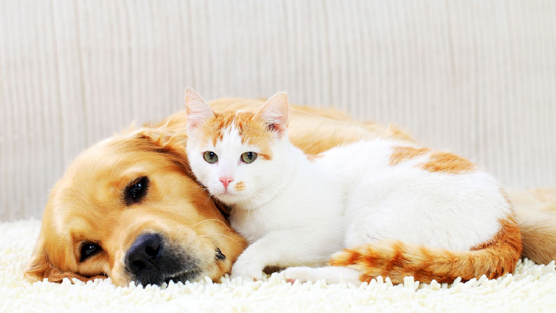 Unique Ways Cats and Dogs Express Love
