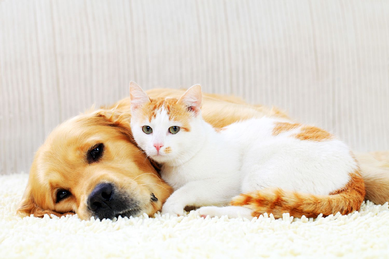 Unique Ways Cats and Dogs Express Love
