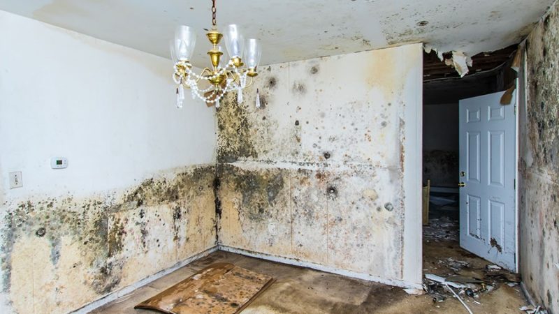 How to Decide Who to Hire For a Water Damage Problem