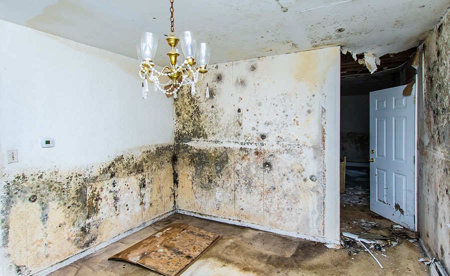How to Decide Who to Hire For a Water Damage Problem