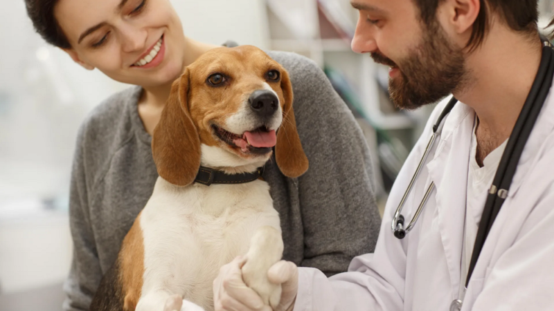 Why study veterinary medicine in Stamford, ct?