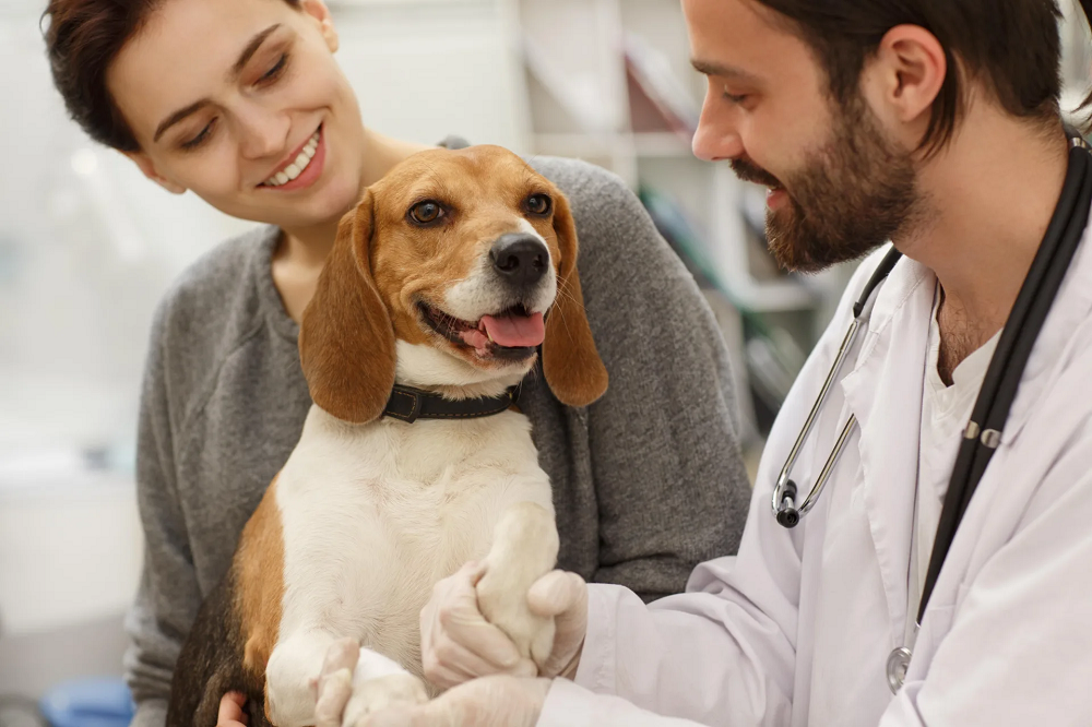 Why study veterinary medicine in Stamford, ct?