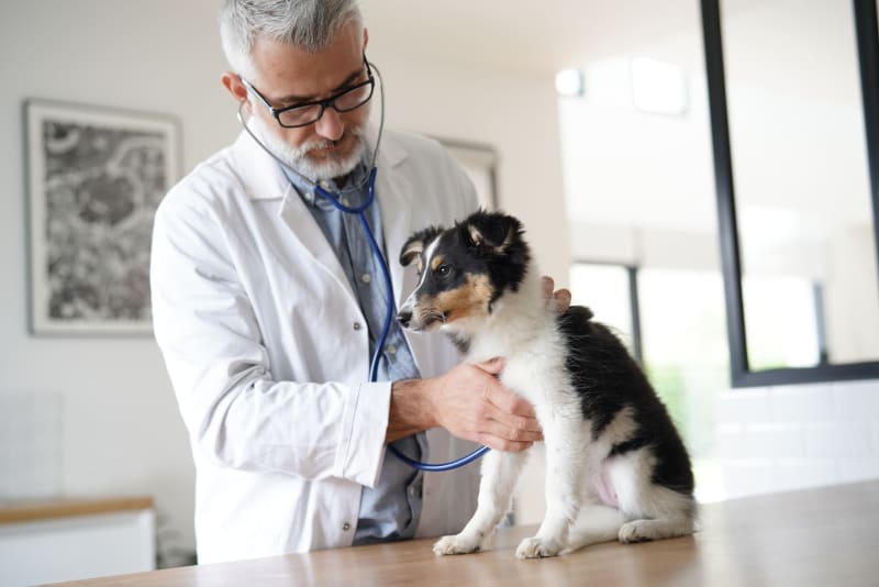 Preventive Care: Keeping Your Pet Healthy and Happy