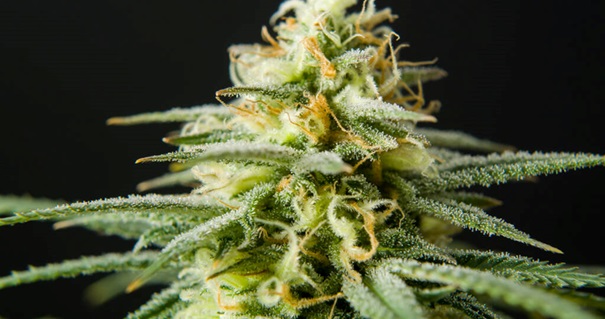 Hemp Flower
