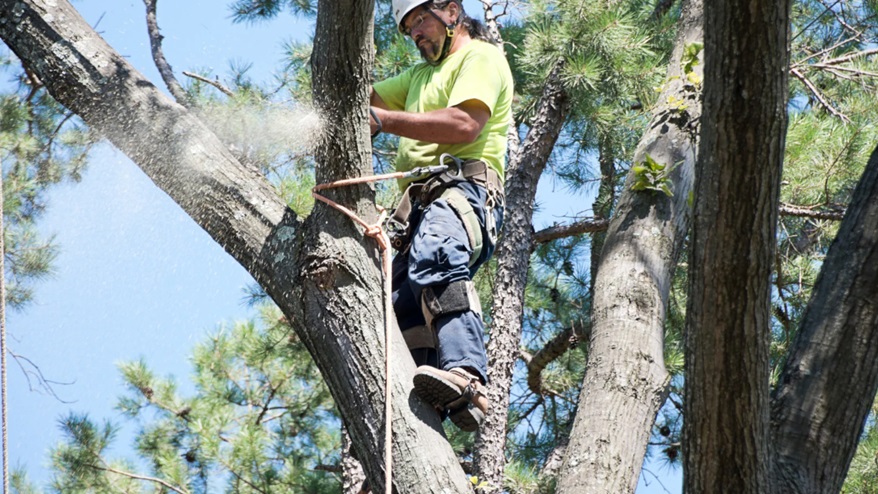 The Hidden Risks of Dead Trees on Your Property and How Professional Removal Can Help